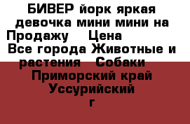 БИВЕР йорк яркая девочка мини мини на Продажу! › Цена ­ 45 000 - Все города Животные и растения » Собаки   . Приморский край,Уссурийский г. о. 